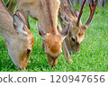 A mother and child Ezo deer eating grass together 120947656