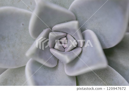 Macro of succulent Echeveria 120947672
