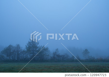 Kaya Hirano Forest 120947723