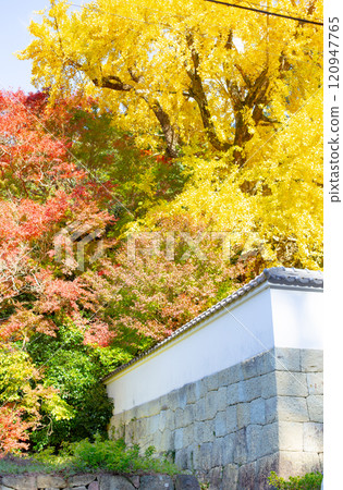 兵庫縣三木市 大谷山大慶寺 Gayain Daiginko 第 26 屆秋葉美景 兵庫縣三木市 大谷山大慶寺 Gayain Daiginko 第 26 屆秋葉美景 120947765