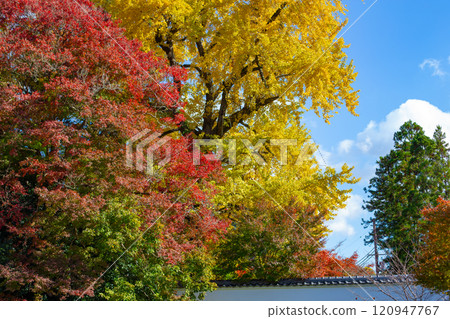 兵庫縣三木市 大谷山大慶寺 Gayain Daiginko 第 26 屆秋葉美景 兵庫縣三木市 大谷山大慶寺 Gayain Daiginko 第 26 屆秋葉美景 120947767