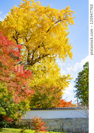 兵庫縣三木市 大谷山大慶寺 Gayain Daiginko 第 26 屆秋葉美景 120947768