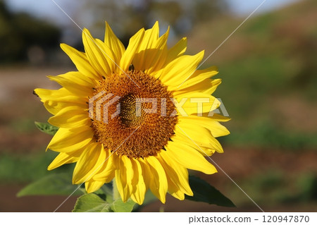 秋天花園裡盛開的黃色晚開向日葵花 120947870