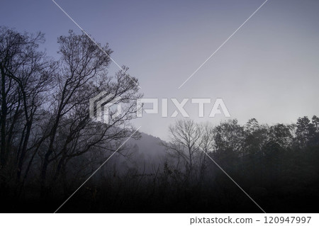 森林被霧包裹著 森林被霧包裹著 120947997