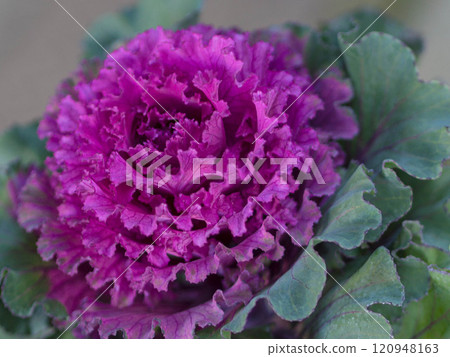 Bright leaf peony 120948163