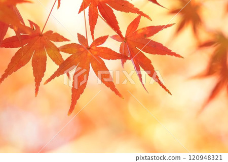 秋天鮮紅美麗的楓葉,明亮的特寫 秋天鮮紅美麗的楓葉,明亮的特寫 120948321