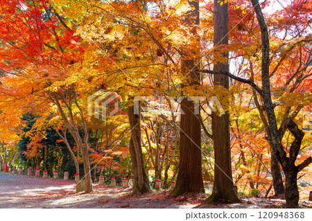 兵庫縣三木市大谷山大慶寺Kyarain境內秋葉盛開的庭園中的地藏菩薩像。 120948368