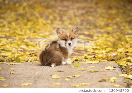 A red welsh corgi pembroke puppy sits on an alley in a golden autumn park 120948700