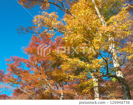 Vivid autumn foliage along Lake Ashi in Hakone, natural scenery (November 2022) Vivid autumn foliage along Lake Ashi in Hakone, natural scenery (November 2022) 120948736