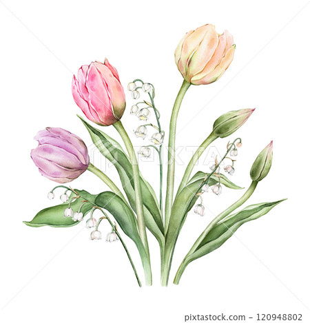 Bouquet of Pastel multi-colored Tulips and tender poured lily of the valley. Watercolor Hand drawn illustration delicate garden composition perennial bulbous flower for spring wedding design or card 120948802