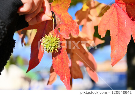 A hand holding fruit and beautiful red leaves of a maple tree 120948941