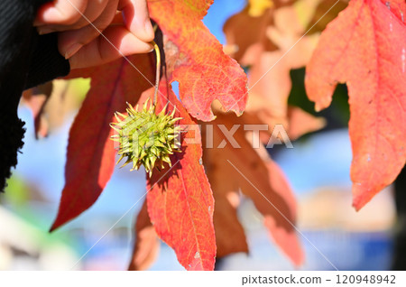 A hand holding fruit and beautiful red leaves of a maple tree 120948942