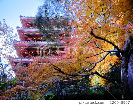 《高知縣》竹林寺紅葉 120948997