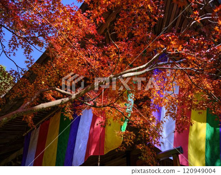 《高知縣》竹林寺紅葉 120949004