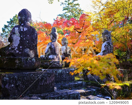 《Kochi Prefecture》 Autumn leaves of Chikurinji Temple 120949005