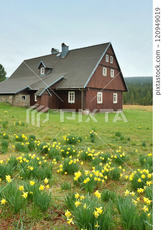 Wooden cottage and yellow daffodils 120949019