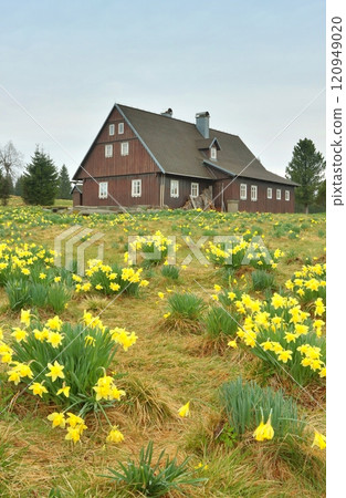 Wooden cottage and yellow daffodils 120949020