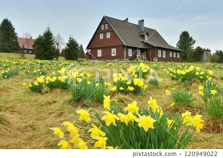 Wooden cottage and yellow daffodils 120949022