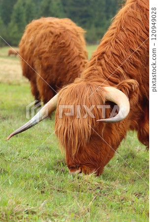 Hairy highland cattle on early pasture 120949028