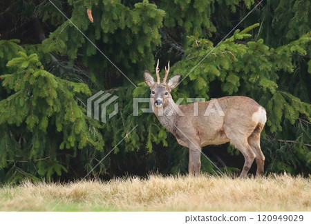 Beautiful roe deer in winter coat 120949029