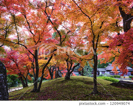 Autumn leaves of Okayama Korakuen 120949074
