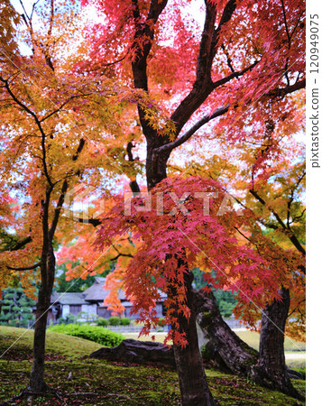 Autumn leaves of Okayama Korakuen 120949075