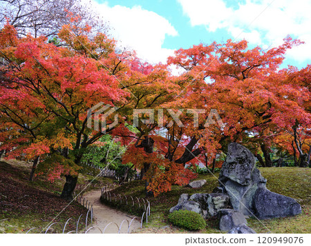 岡山後樂園秋葉 岡山後樂園秋葉 120949076