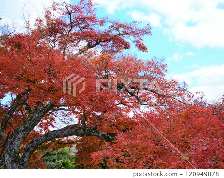 Autumn leaves of Okayama Korakuen 120949078