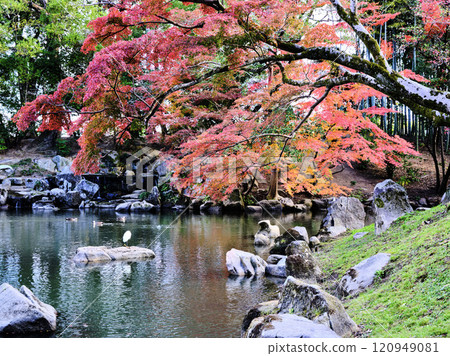岡山後樂園秋葉 岡山後樂園秋葉 120949081