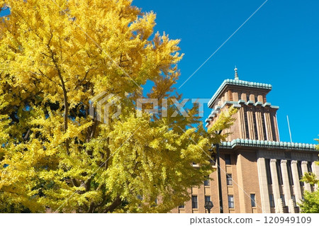 A large yellow ginkgo tree and the Kanagawa Prefectural Government Office King's Tower 120949109