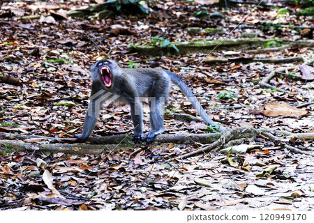 macaque grinds its teeth macaque grinds its teeth 120949170