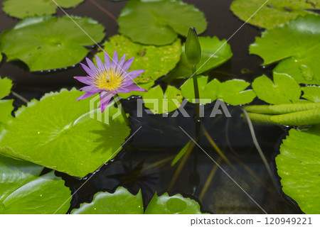 Beautiful pink lotus is blooming in pond. 120949221