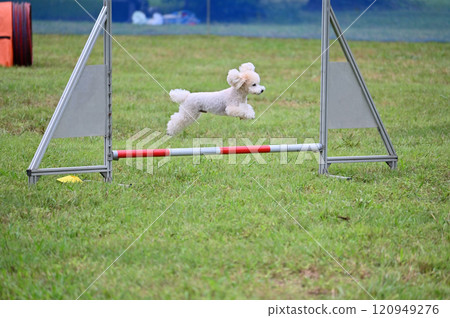Toy poodle that runs well Toy poodle that runs well 120949276