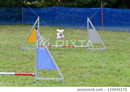 Toy poodle that runs well 120949278