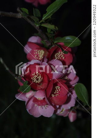薔薇科博凱屬的落葉灌木博凱花,從 3 月中旬左右開始開花(東洋錦)1 薔薇科博凱屬的落葉灌木博凱花,從 3 月中旬左右開始開花(東洋錦)1 120949322