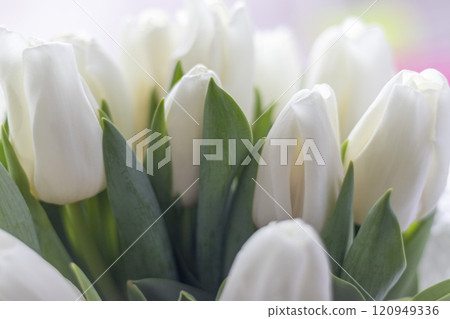 Close up shot of the bouquet of the white tulips 120949336