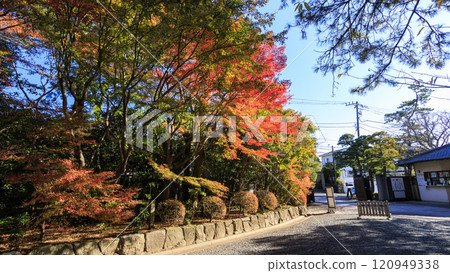 Autumn leaves at Shiosai Park in Hayama Autumn leaves at Shiosai Park in Hayama 120949338