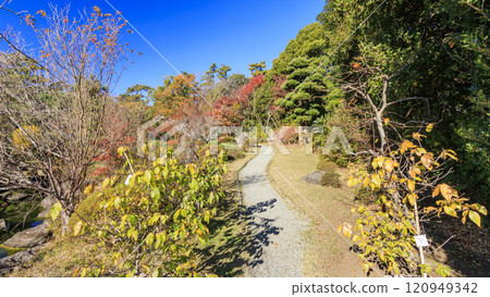 葉山潮騷公園的秋葉 120949342