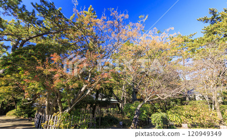 Autumn leaves at Shiosai Park in Hayama Autumn leaves at Shiosai Park in Hayama 120949349