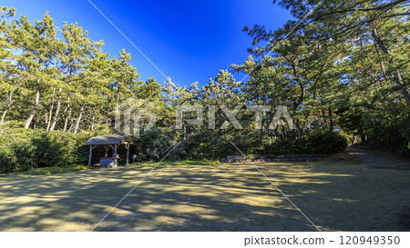 葉山潮騷公園的秋葉 葉山潮騷公園的秋葉 120949350