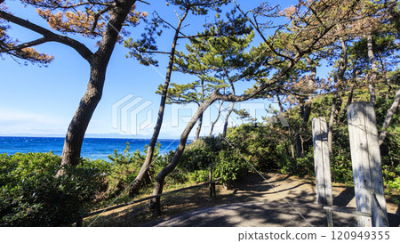 Autumn leaves at Shiosai Park in Hayama Autumn leaves at Shiosai Park in Hayama 120949355