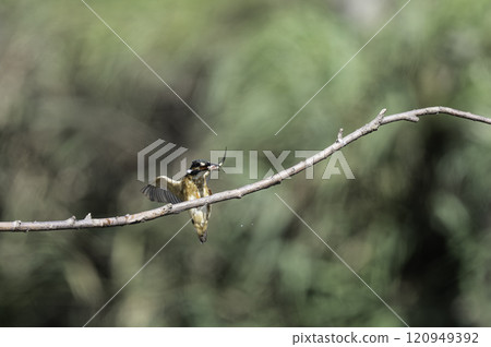 翠鳥捕獲一條小魚並棲息在樹枝上。 120949392