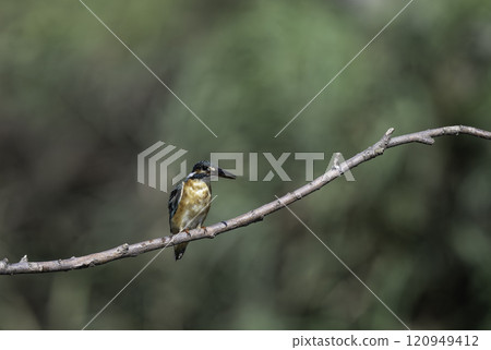 翠鳥棲息在樹枝上 120949412