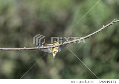 翠鳥在樹枝上飛翔 120949413