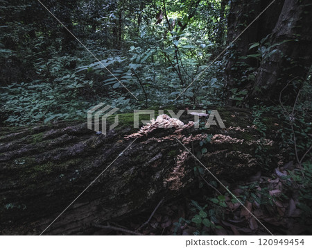 White mushrooms in the deep forest 120949454