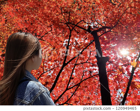 Autumn scenery: A woman looking at the sunlight filtering through the autumn leaves and the maple trees Autumn scenery: A woman looking at the sunlight filtering through the autumn leaves and the maple trees 120949465