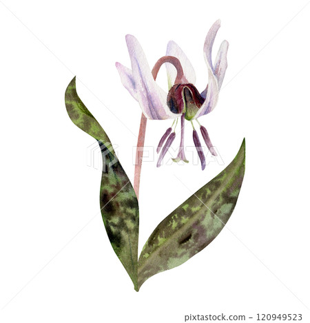 Spring flower, erythronium fawn trout lily with stem and spotted green leaves, isolated botanical illustration hand drawn in watercolor. Single element for wedding bouquet, florist shop, stationery. Spring flower, erythronium fawn trout lily with stem and spotted green leaves, isolated botanical illustration hand drawn in watercolor. Single element for wedding bouquet, florist shop, stationery. 120949523