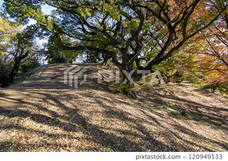 Giant trees at Futagoyama Tomb, Maebashi City, Gunma Prefecture 120949533