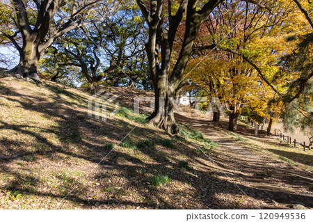 Giant trees at Futagoyama Tomb, Maebashi City, Gunma Prefecture 120949536