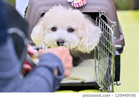 A toy poodle and its female owner entering a crate A toy poodle and its female owner entering a crate 120949598